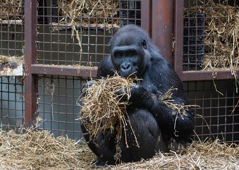 Gorilla in a zoo with hay