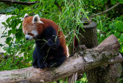 Red Panda sitting on a branch at London Zoo