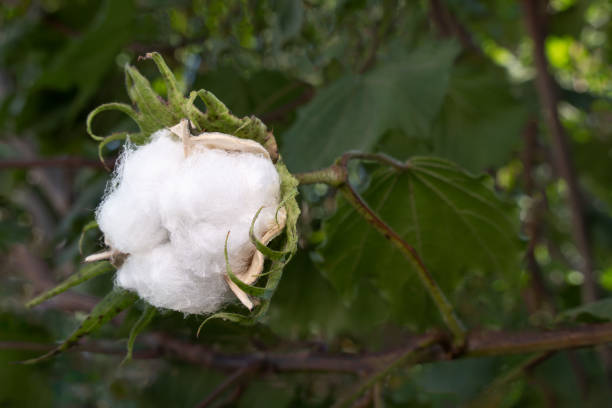 istock Gossypium arboreum, cotton plant, with space for text 1990706634