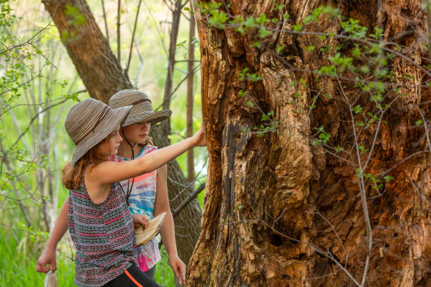 istock Girls Checking Out Large Tree In Springtime Woods 1990724345