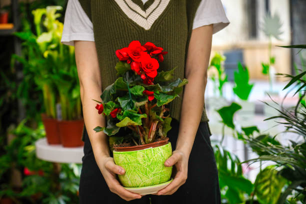 istock Person Holding Potted Plant in Hands 1990725886
