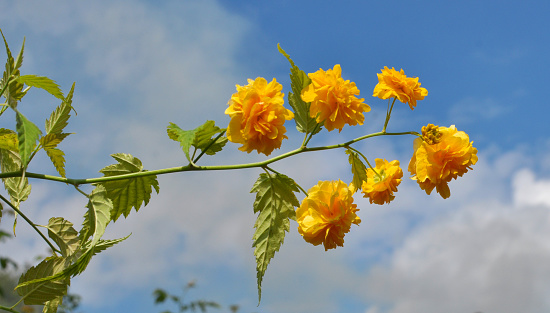 Kerria japonica bush blooms in the garden in spring