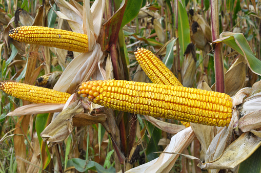 A cob ripened in a field on a corn stalk