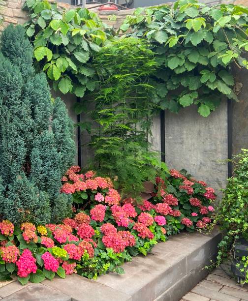 istock Beauty of Flowers 1990756609