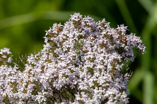 Flowers, plants and trees on mountain side in South Africa, Western Cape