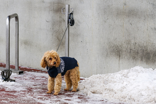 In the parking lot of a shopping center in a cold, snowy winter, a dog tied on a leash to a metal pole waits sadly for its owner