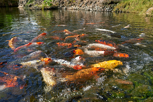 Many koi carp swimming close together in a large pond and waiting for food