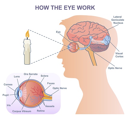 Medical diagram of eye work. Anatomical infographics with structure of visual system, connection with brain and function of eyes. Cartoon flat vector illustration isolated on white background