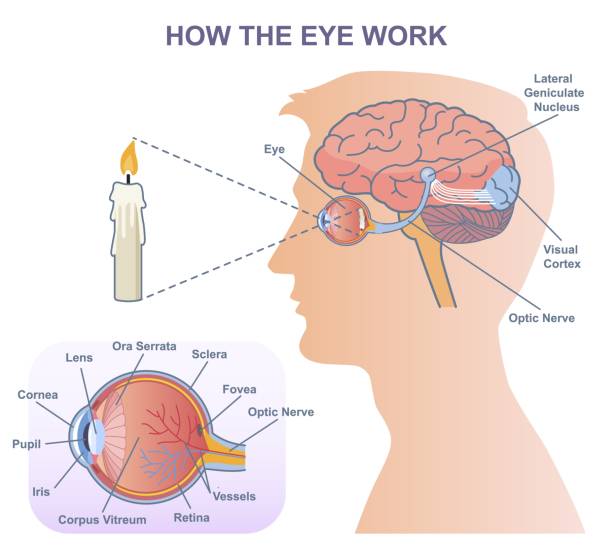 Medical vector diagram of eye work Medical diagram of eye work. Anatomical infographics with structure of visual system, connection with brain and function of eyes. Cartoon flat vector illustration isolated on white background visual sense stock illustrations