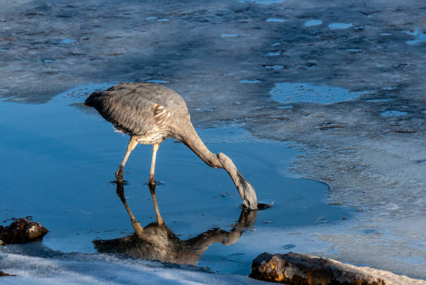 Blue Heron Feeding Between the Ice and Shore stock photo