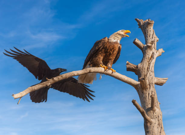 Free Stock Photo of A bald eagle with its mouth open | Download Free ...