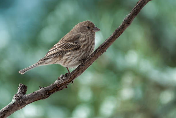 The House Finch (Haemorhous mexicanus) is a year-round resident of North America and the Hawaiian Islands.  Male coloration varies in intensity with availability of the berries and fruits in its diet.  As a result, the colors range from pale straw-yellow through bright orange to deep red. Adult females have brown upperparts and streaked underparts.  This female finch was photographed during a snowstorm at Walnut Canyon Lakes in Flagstaff, Arizona, USA.