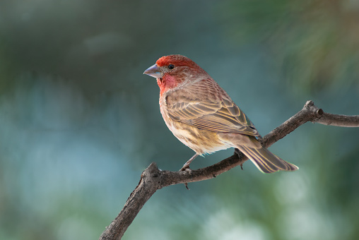 The House Finch (Haemorhous mexicanus) is a year-round resident of North America and the Hawaiian Islands.  Male coloration varies in intensity with availability of the berries and fruits in its diet.  As a result, the colors range from pale straw-yellow through bright orange to deep red. Adult females have brown upperparts and streaked underparts.  This male finch was photographed at Walnut Canyon Lakes in Flagstaff, Arizona, USA.