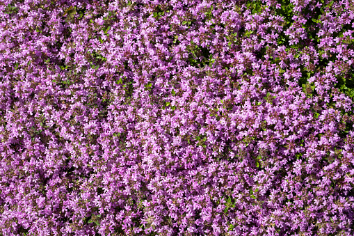 Close up of valerian (valeriana officinalis) flowers in bloom