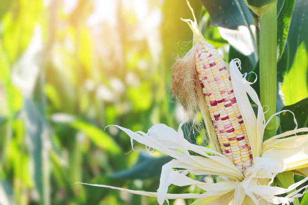 istock Corn Stalks of Glutinous Corn or Waxy Corn in Organic Corn Plantation 1990834688