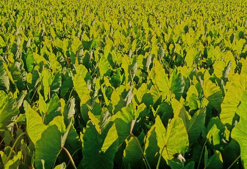 Field Of Tobacco In Virginia, USA