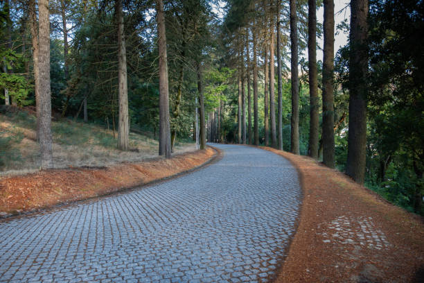 Park with trees and a long, curving cobbled path uphill in autumn