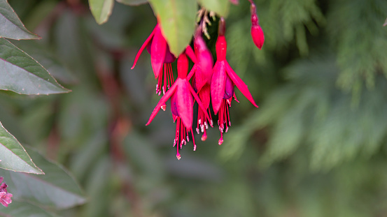 Fuchsia magellanica or chilco, edible red flower