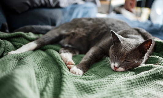 Close-up of an adorable gray cat sleeping on a comfortable sofa with its owner sitting in the background
