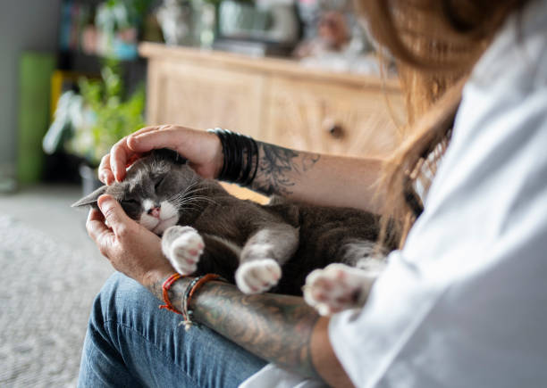 istock Loving owner petting her cat sitting on her lap at home 1990841764