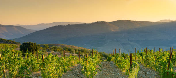 istock Panoramic land planted with vines for the wine harvest 1990841767