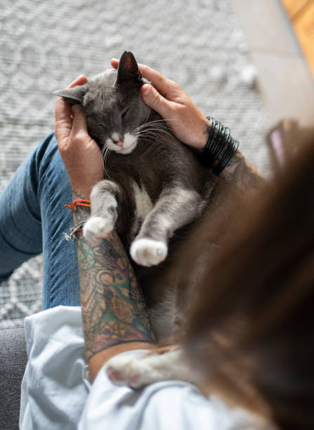 istock Loving owner stroking her cat sitting on her lap at home 1990842281