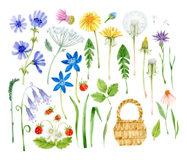 Vector illustration of Watercolor colorful wildflowers. Dandelions, bluebells, wild strawberry, leaves and branches isolated clipart.