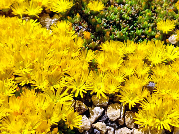 South African Hottentot Fig flowering plant with side view of one pink bloom.