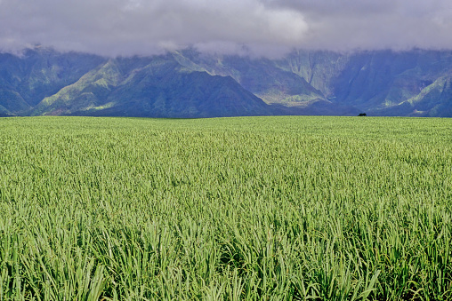 Sugarcane was introduced to HawaiÊ»i by its first inhabitants in approximately 600 AD and was observed by Captain Cook upon arrival in the islands in 1778