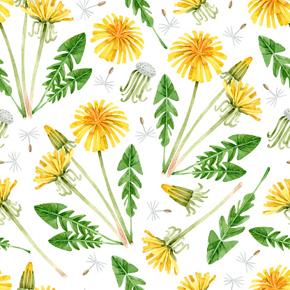 Watercolor seamless pattern with wild dandelions and green leaves