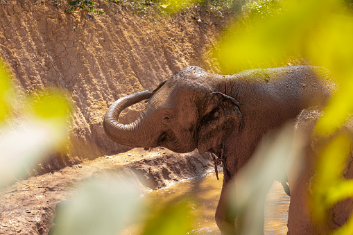 mud-covered elephant at phuket elephant sanctuary