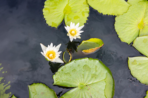 white lotus flower at the lake