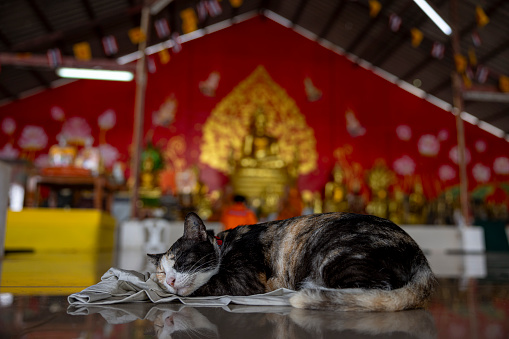 Sleeping cat in the temple