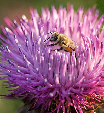 Honey Bee emerging from Texas Thistle flower