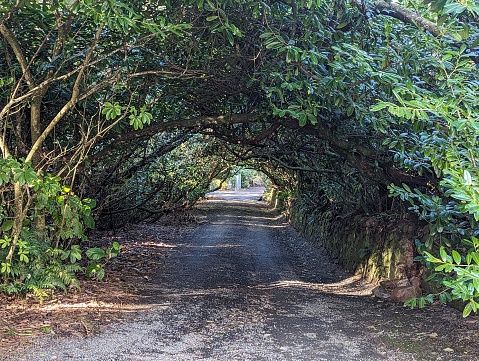 Road with a full tree tunnel above and lush foliage