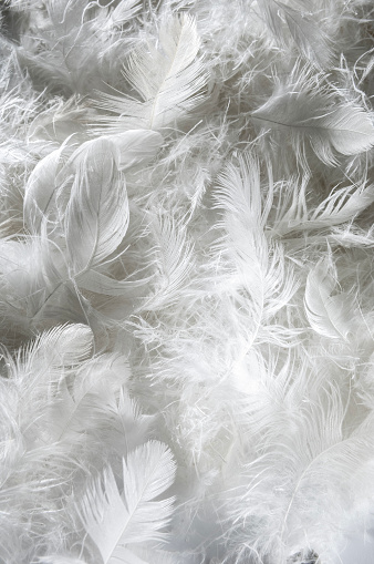 White soft swan feather background, high angle view, studio shot.
