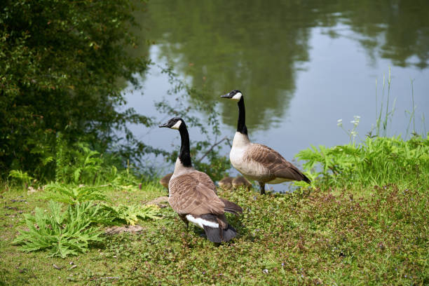 istock Canada goose in the lake on a warm summer day. 1990905084