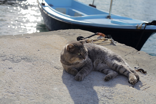 Harbor cat, Drvenik Veli island, south Adriatic Sea, Croatia