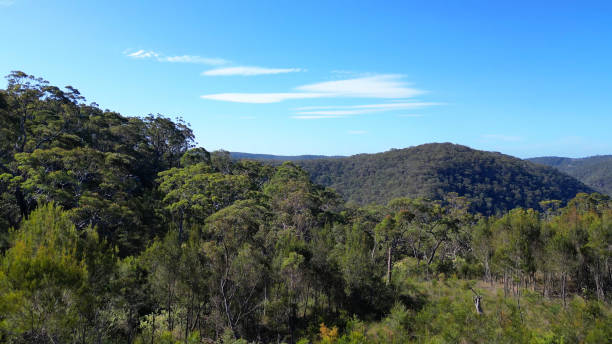 istock Australian Bushland with Mountains 1990905635