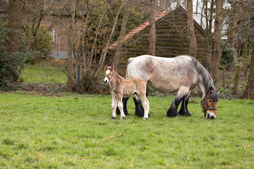 Mare with long-haired legs and her newborn foal together in the meadow.