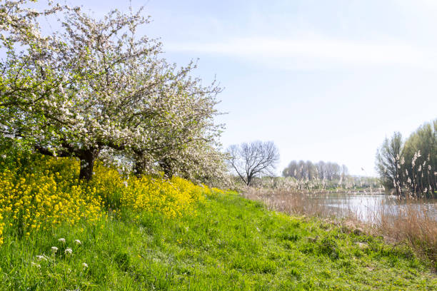 Flowering fruit trees along the Linge river in the Betuwe.