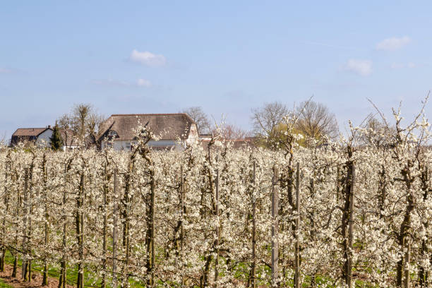 Flowering fruit trees in the Betuwe in the Netherlands.