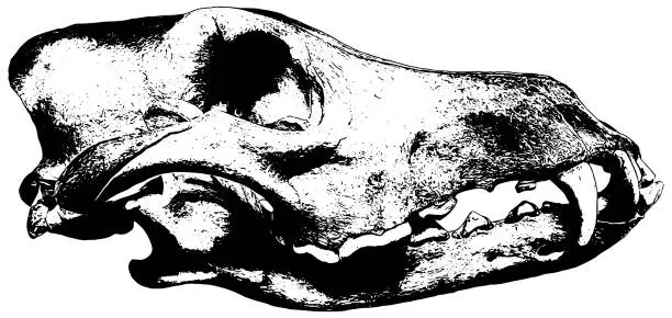 Vector illustration of Wolf Skull sketch