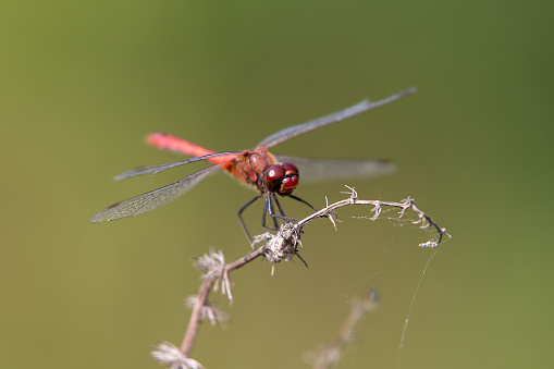 Insect macro photo