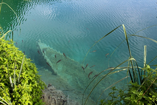 Boat Bottom Underwater. Abandoned Boat on Bottom of Lake. Clear Water. School of Fish Swimming under Water. Plitvice Lakes National Park