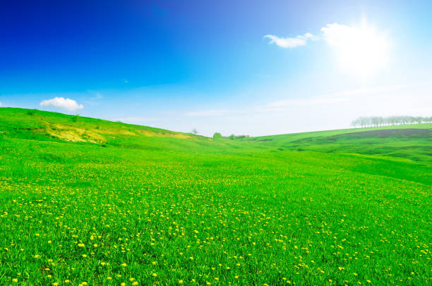 Beautiful green field with daisies. Selectiv focus. 