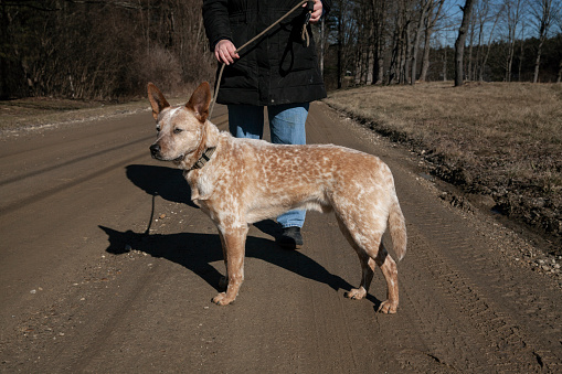 Australian Cattle Dog Stands on Country Road with Family Member
