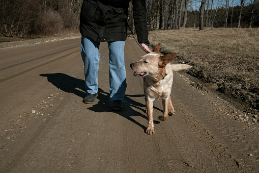 Australian Cattle Dog Walks Down Country Road with Family Member