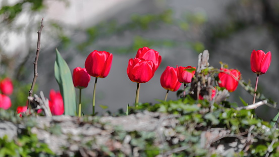 SELECTIVE FOCUS IMAGE of bright, showy red tulip flowers blooming in the springtime in a flower bed of a garden in the area of the Church of Saint Sophia -Crkva Sveta Sofija-. Ohrid-North Macedonia.