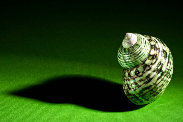 Green sea snail on a green background with shadow and space for text, concept spa, reflection, peace